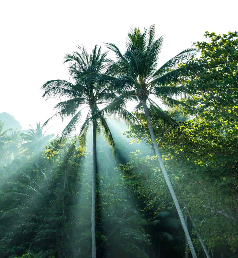 tropical palm tress